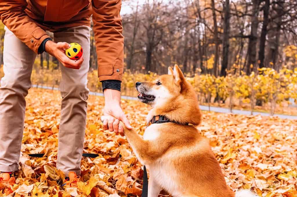 Il cane da addestramento del proprietario nel parco insegna nuovi trucchi e i comandi danno una zampa.  Razza di cane Akita Inu.  Cucciolo felice che gioca fuori.  Comportamento del cane, cane da gioco e concetto di addestramento dell'animale domestico.
