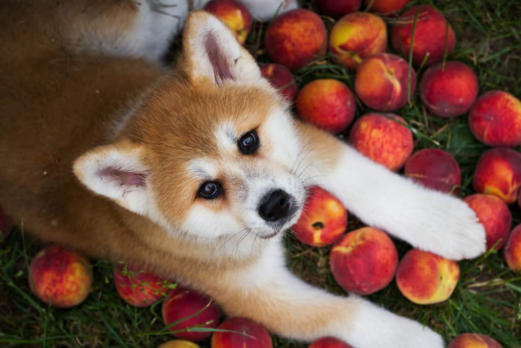 giovane cucciolo di akita con pesche che guarda la macchina fotografica