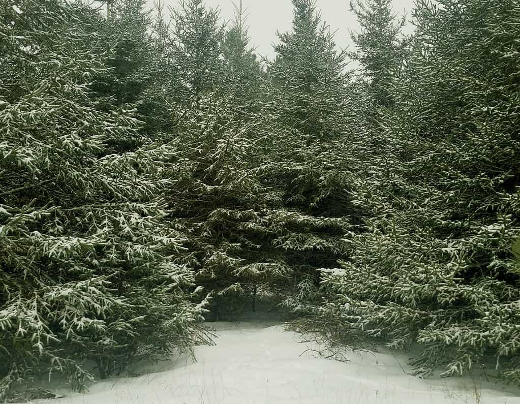 Abete balsamico nella neve invernale.