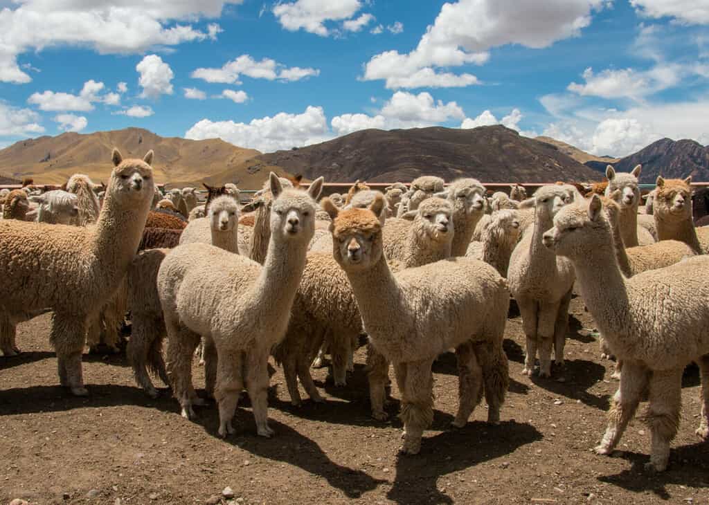 Mandria di alpaca al pascolo in Perù, vicino a Cusco, sulle Ande