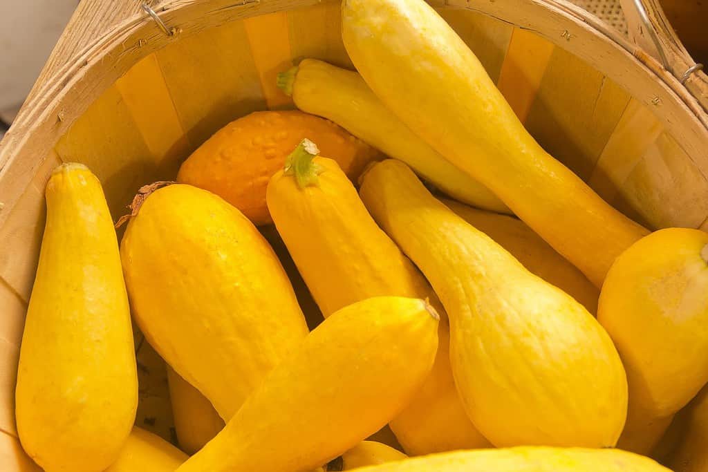 Zucca estiva gialla biologica fresca in un cestino al mercato degli agricoltori