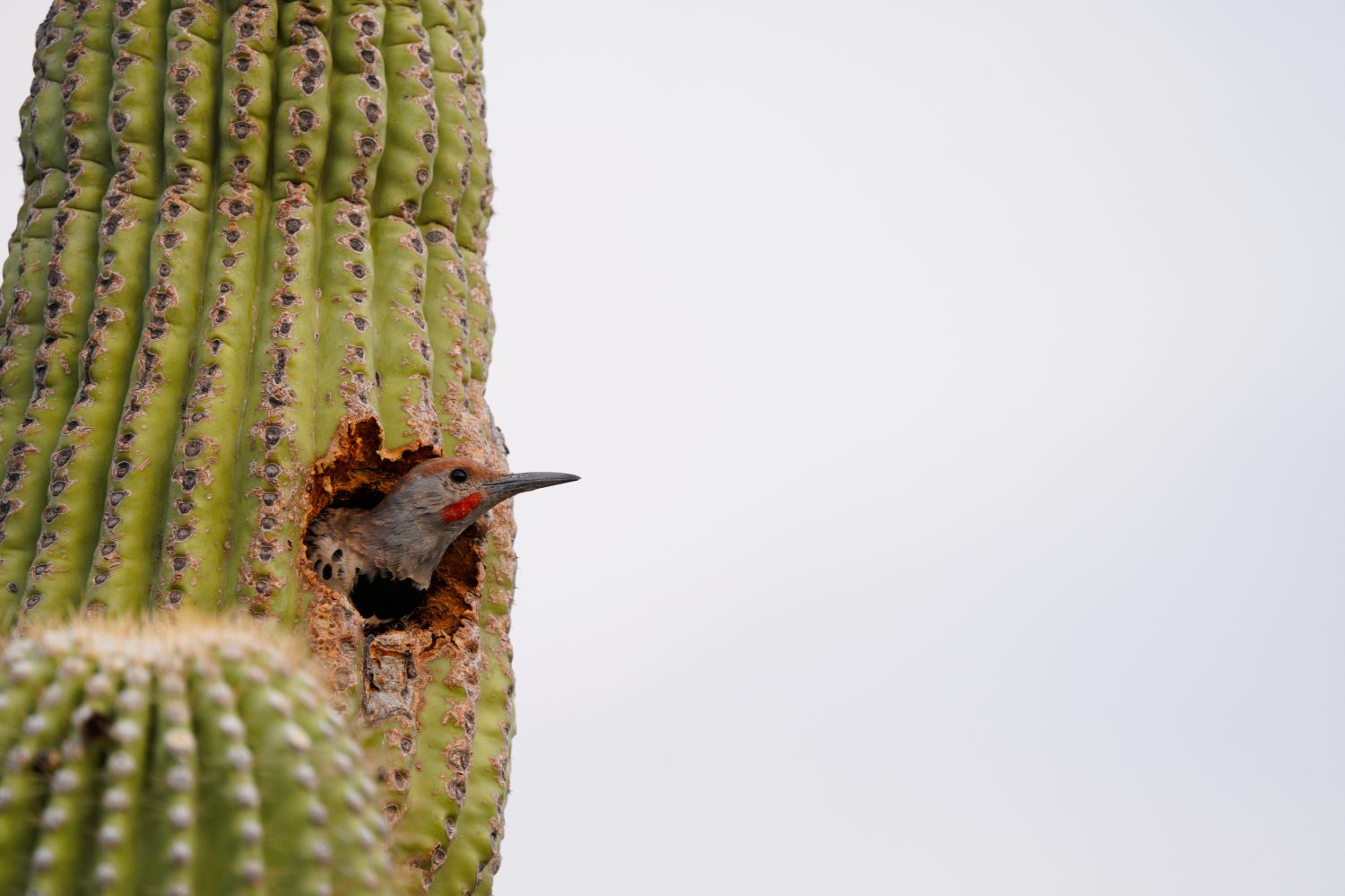 Gilded Flicker gioca a cucù dalla cavità del nido del suo cactus Saguaro