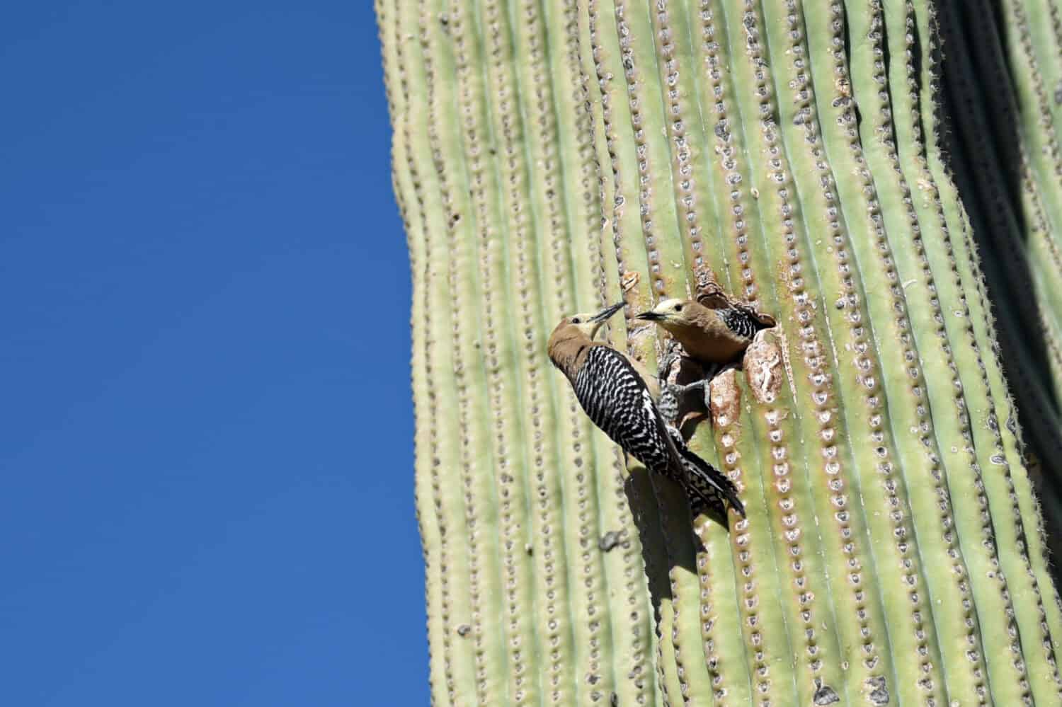 Una coppia riproduttiva del picchio Gila si alterna nell'alimentazione dei giovani nel cactus Saguaro