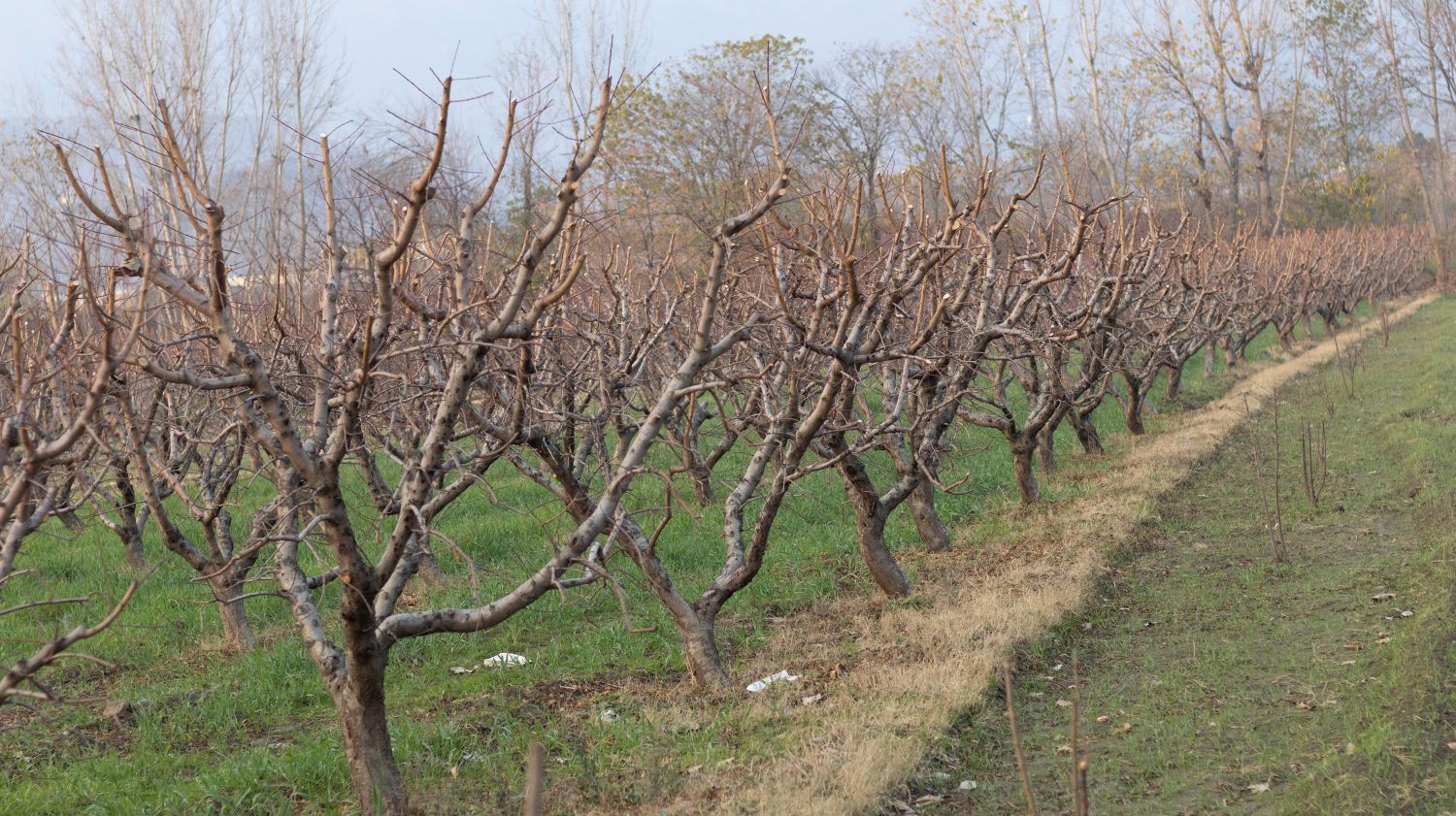 Frutteto di alberi da frutto di pesco in inverno