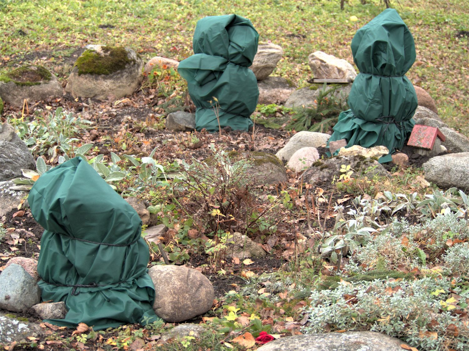 Coprire i cespugli di fiori.  Protezione invernale delle rose.  Coprire i cespugli di rose per l'inverno