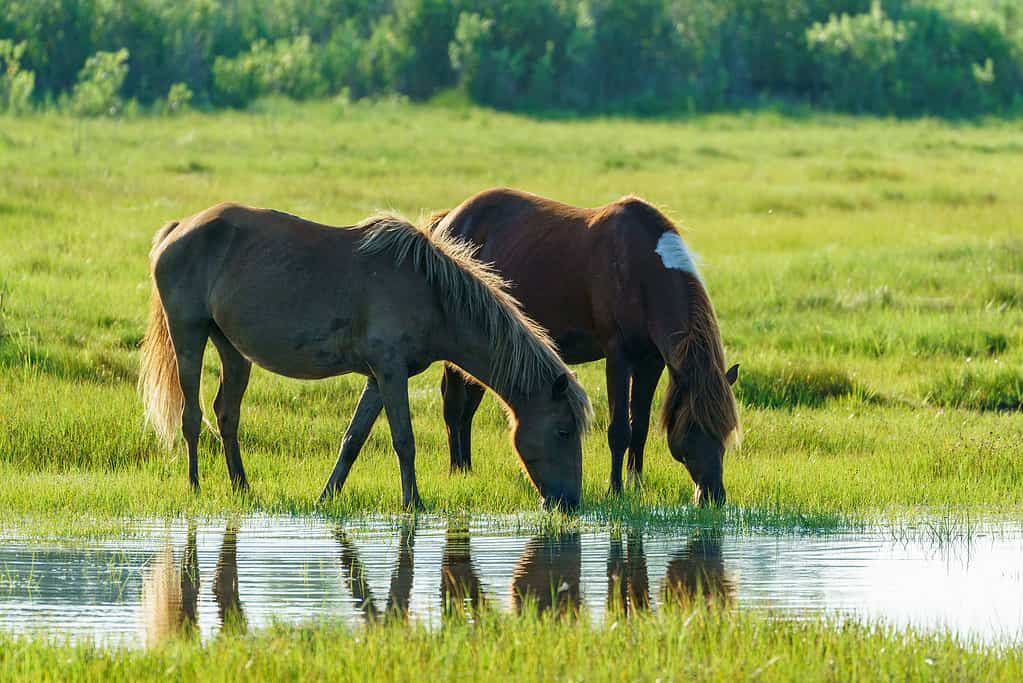 Due cavalli bevono insieme l'acqua davanti al loro riflesso in una palude erbosa