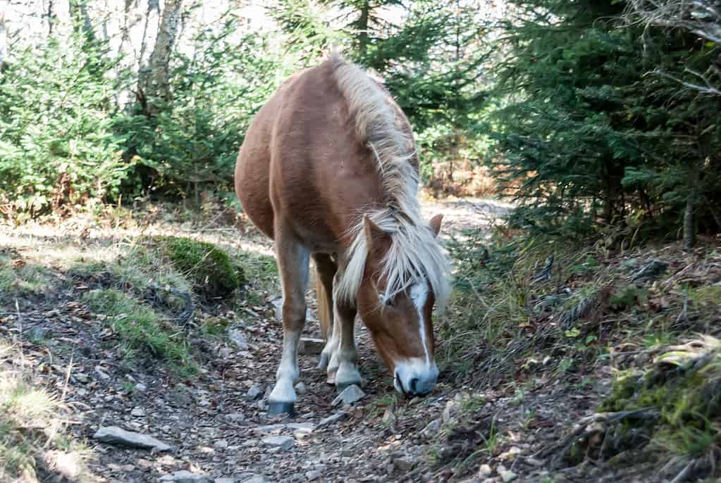 Pony nelle Highlands Grayson