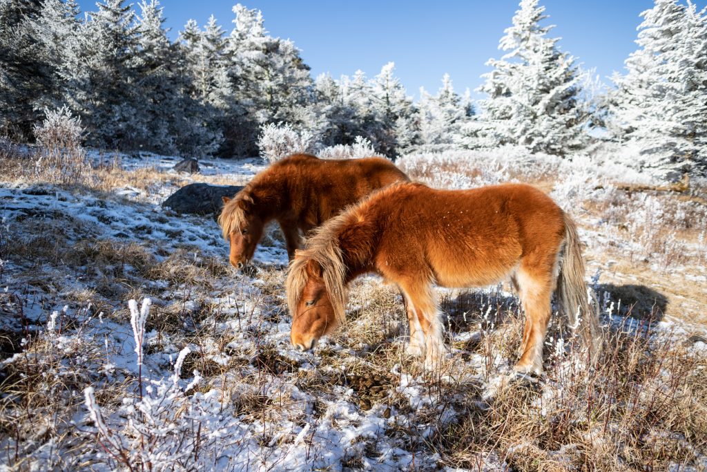 Pony selvaggi dell'altopiano di Mount Rogers, Virginia nell'inverno