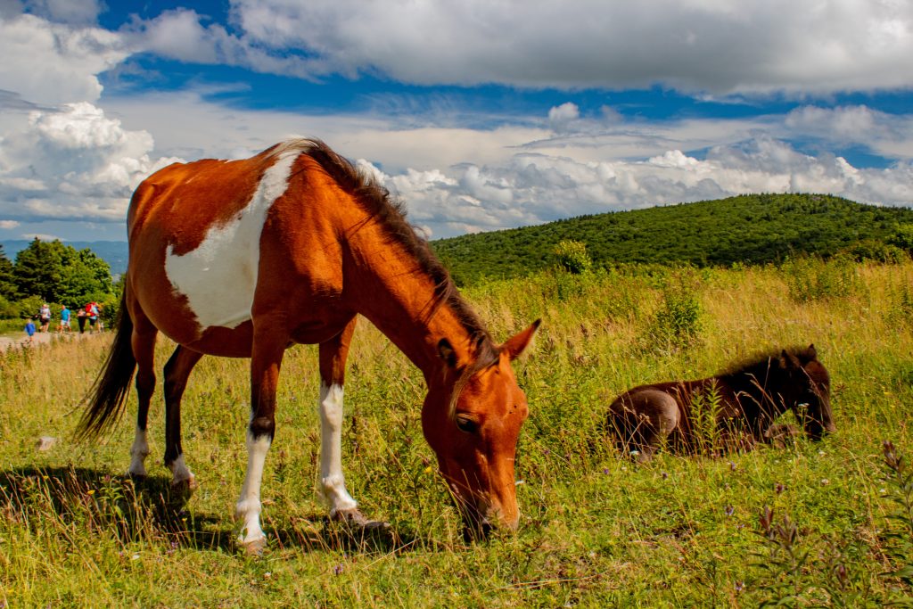 Pony selvaggi a Grayson Highlands