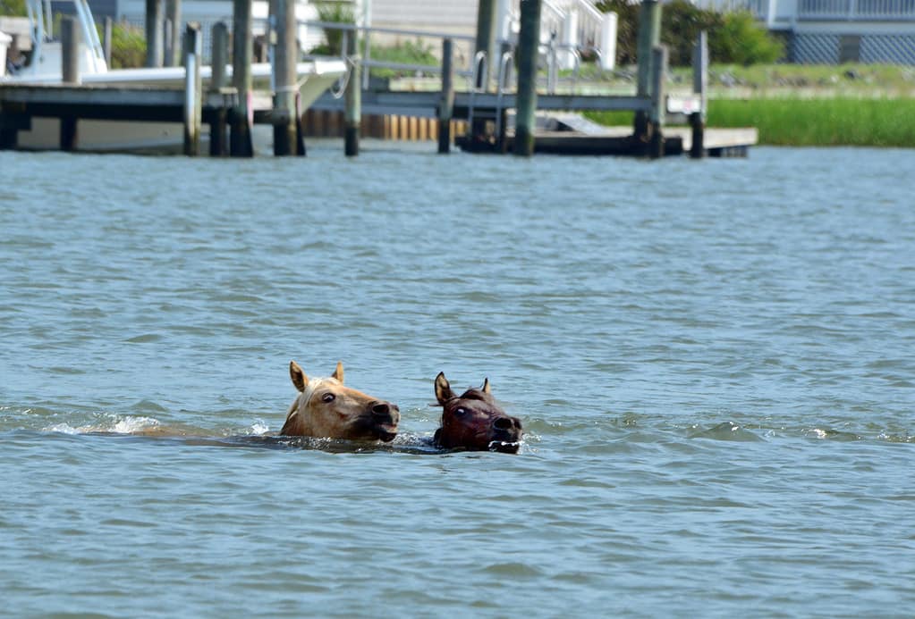 Nuotata annuale dei pony Chincoteague