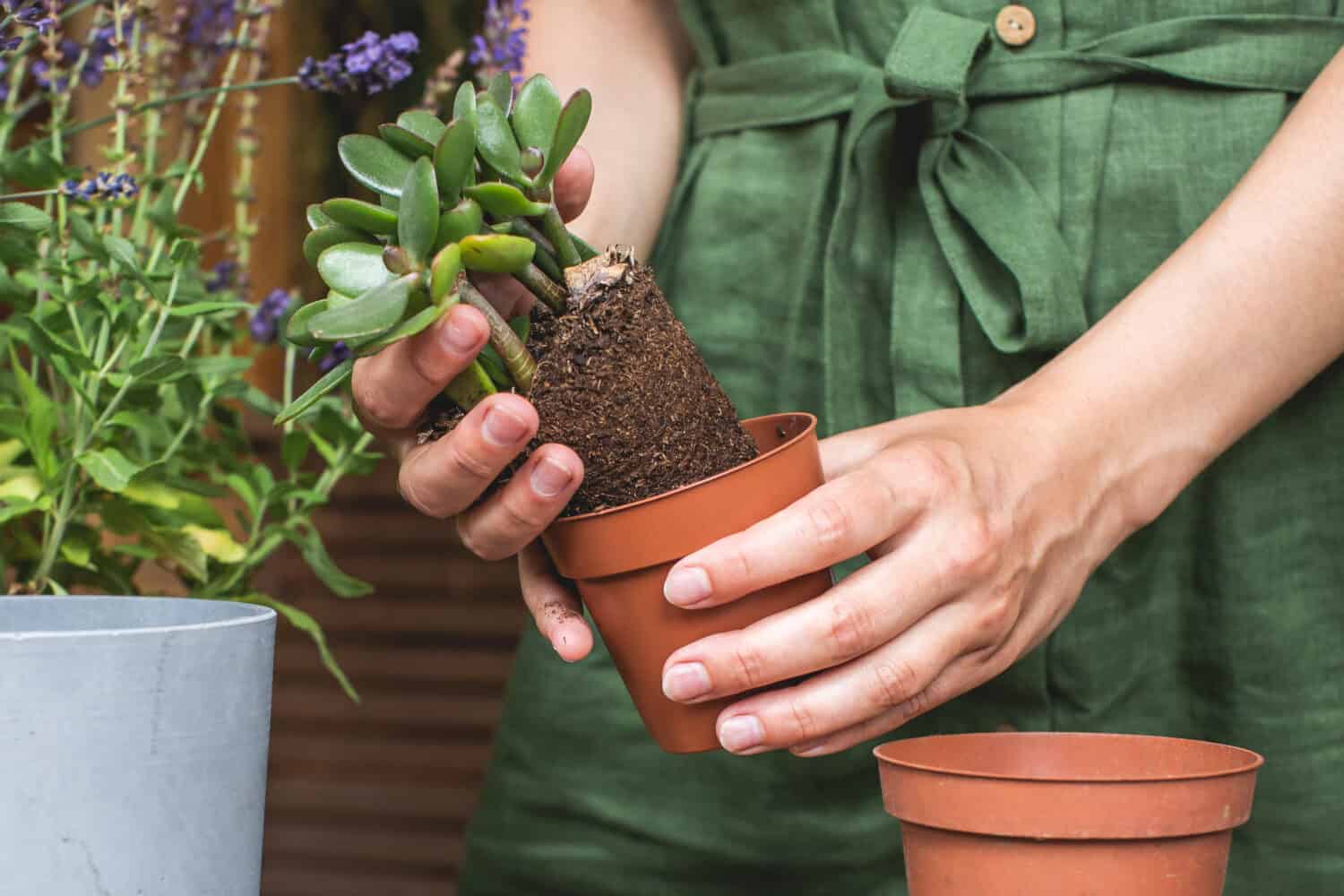 Giardinieri donna che trapiantano piante di giada in vasi di plastica su tavolo di legno.  Concetto di giardino domestico.  Tempo di primavera.  Prendersi cura delle piante domestiche