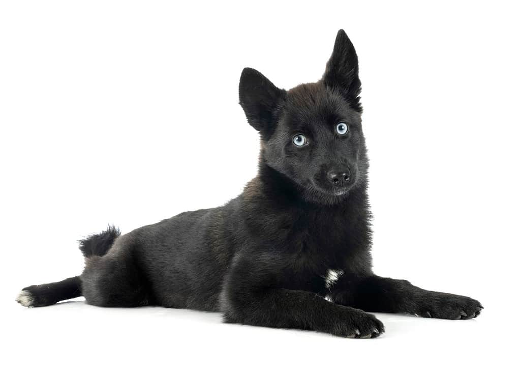 pomsky nero davanti a sfondo bianco