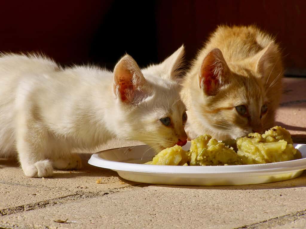 Vista ravvicinata di due piccoli gatti che mangiano da un piatto di plastica con patate su un pavimento di mattoni.