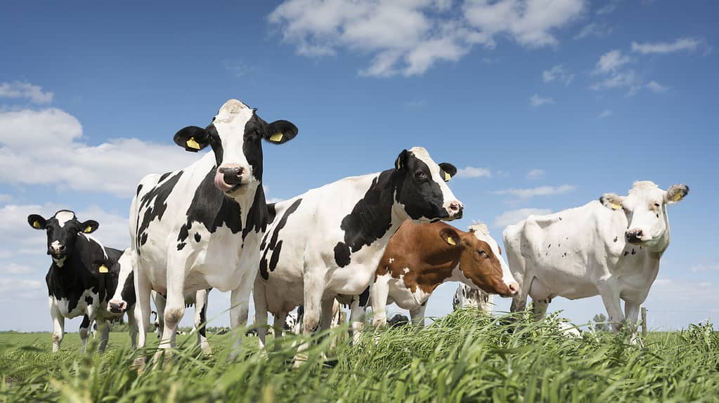 mucche in bianco e nero nel prato erboso verde sotto il cielo blu vicino a amersfoort in Olanda