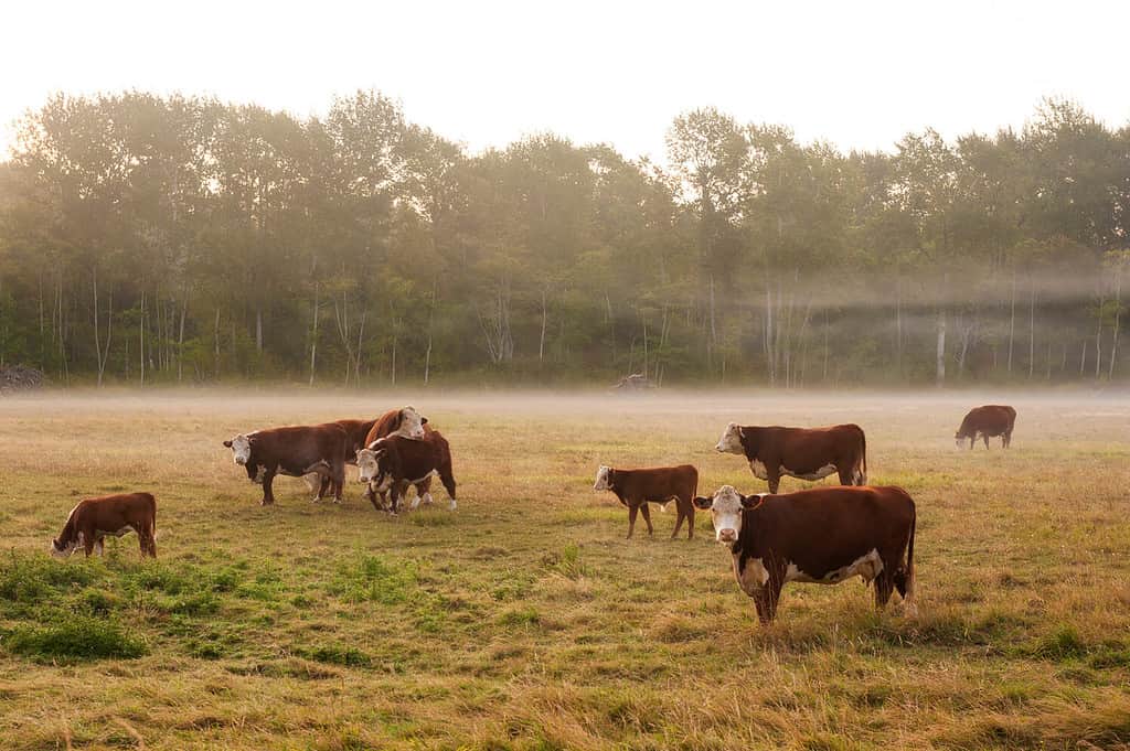 La nebbia nebbiosa circonda un pascolo di mucche nella parte occidentale di Washington.  Il bestiame nello stato di Washington occidentale è circondato da uno strato di nebbia nebbiosa durante un'incantevole alba.
