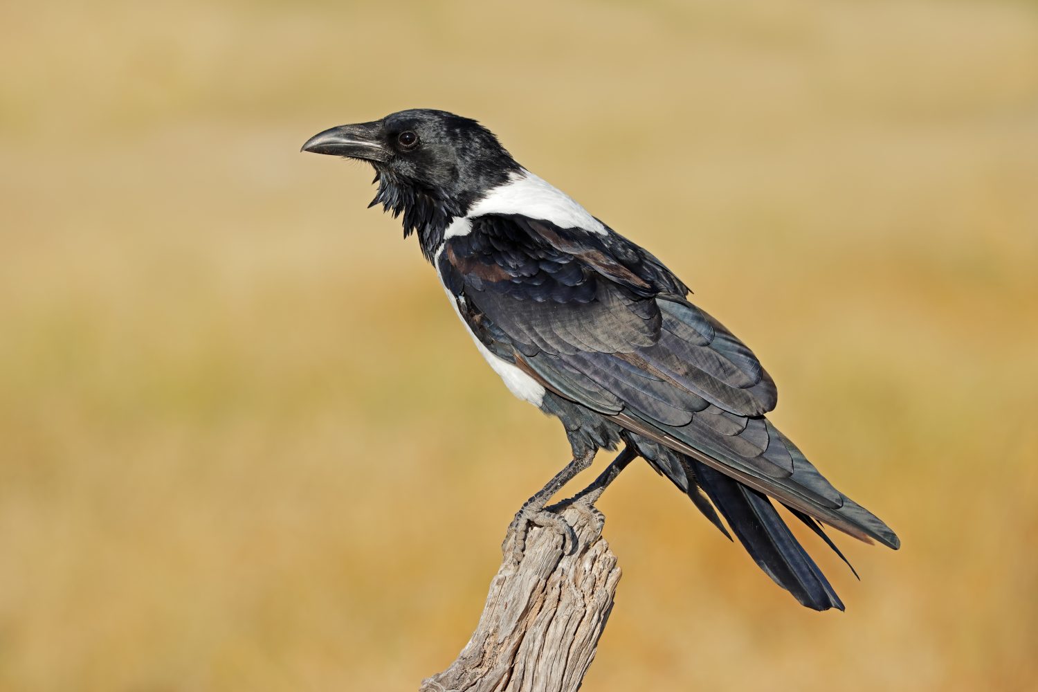 Un corvo pezzato (Corvus albus) appollaiato su un ramo, il Parco Nazionale Etosha, Namibia