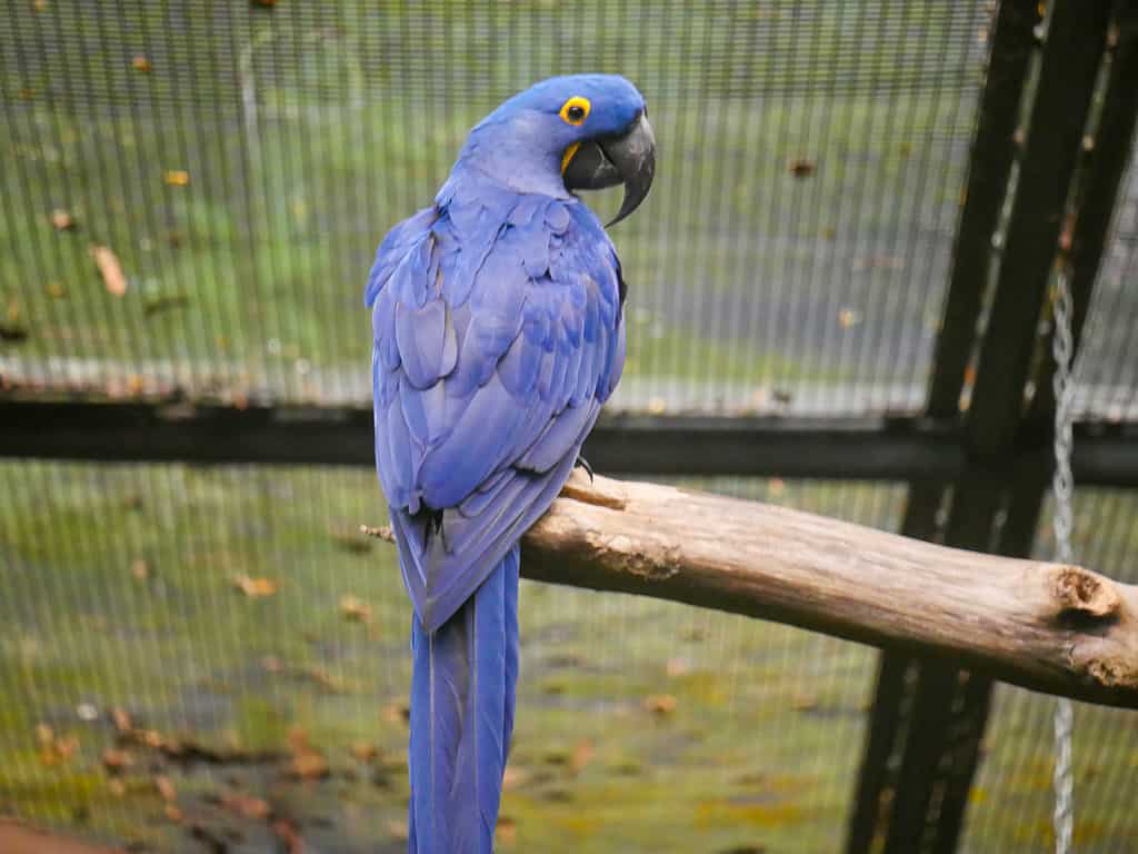 L'ara giacinto (Anodorhynchus hyacinthinus), o ara giacinto, è un pappagallo seduto su un tronco di legno nel parco