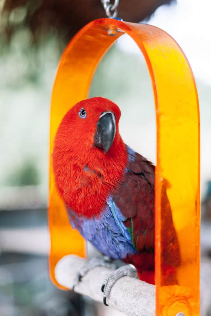 pappagallo conuro solare fattore rosso