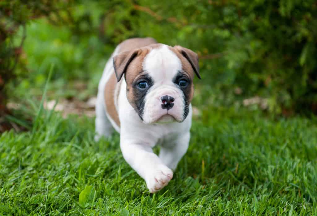 Divertente bel cucciolo di Bulldog americano bianco rosso sta camminando sull'erba.  La conoscenza del cucciolo con la natura.  Il cane ha paura del mondo
