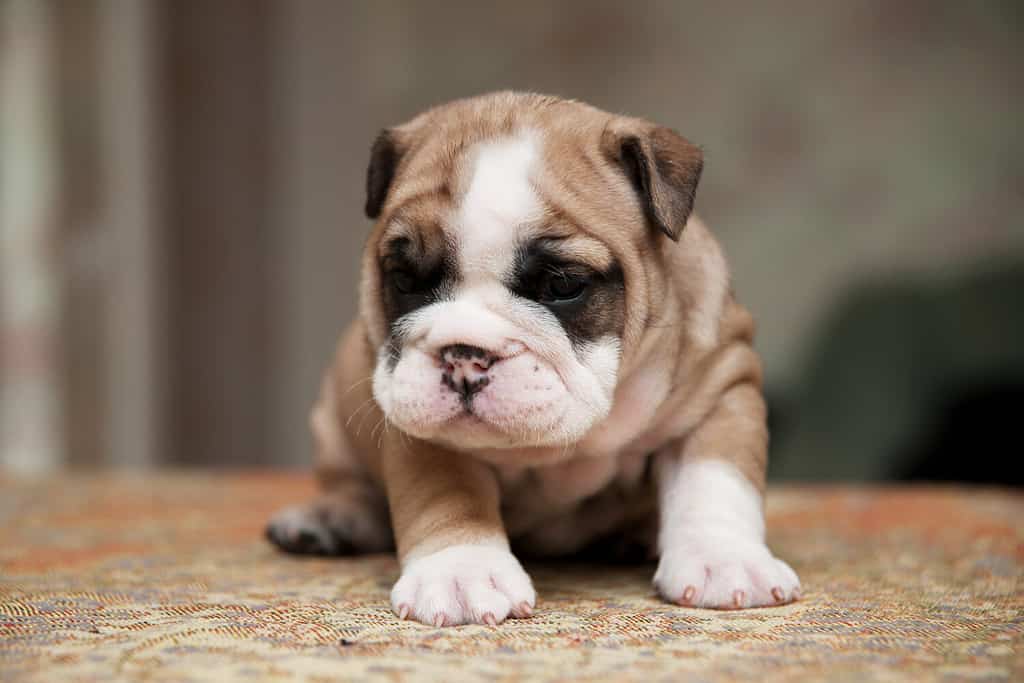 Simpatico cucciolo di bulldog americano piccolo, cucciolo di bulldog americano piccolo con rughe carine