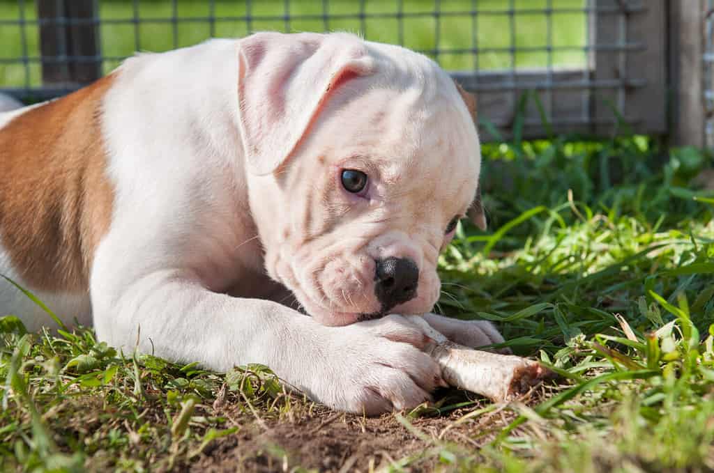 Il cucciolo di cane Bulldog americano bianco divertente sta mangiando una zampa di pollo sulla natura
