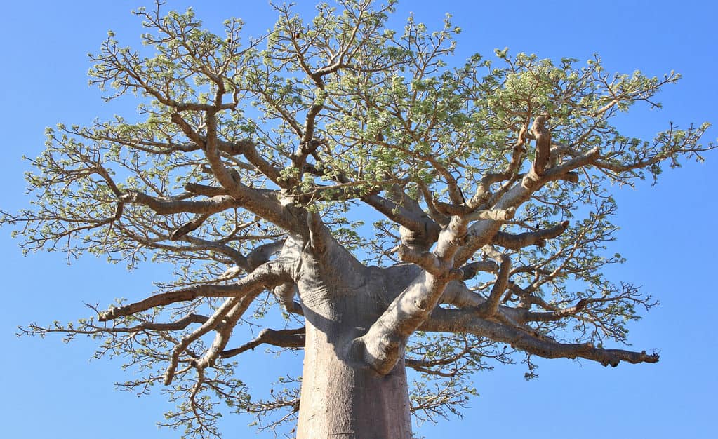 albero di baobab