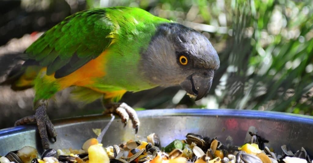 Pappagallo del Senegal che mangia frutta e fagioli a pranzo nel Bali Bird Park.