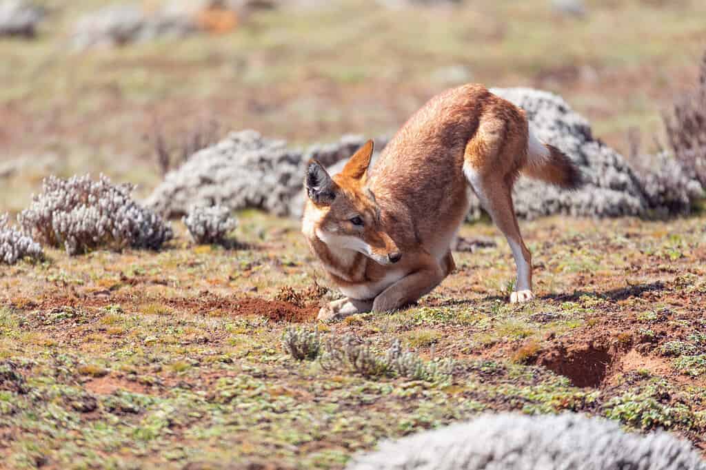 Il lupo etiope raro ed endemico, Canis simensis, caccia nell'habitat naturale.  Altopiano di Sanetti nelle montagne di Bale, Africa Fauna selvatica etiope.  In Etiopia sopravvissero solo circa 440 lupi