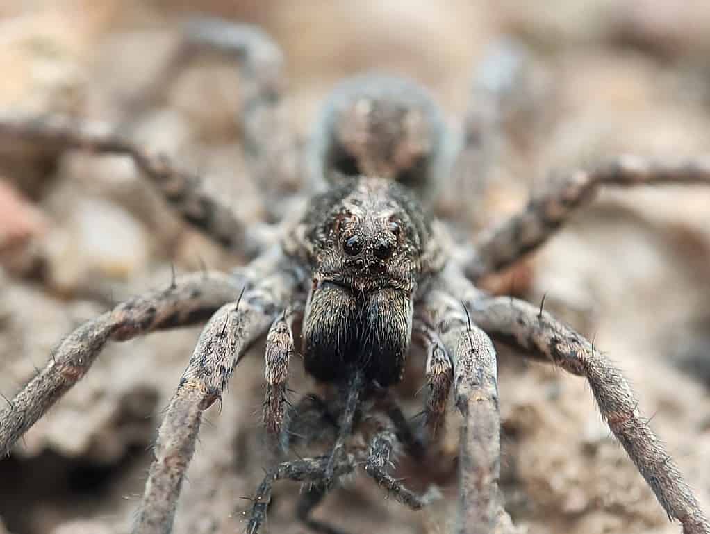 La tarantola Lycosa è la specie originariamente conosciuta come tarantola.  Ora potrebbe essere meglio chiamato il ragno lupo tarantola.