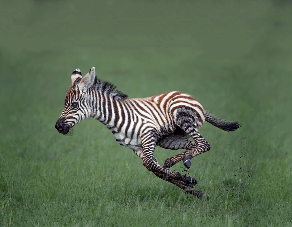 Una splendida giovane zebra piegò le gambe in un salto, correndo attraverso un campo verde