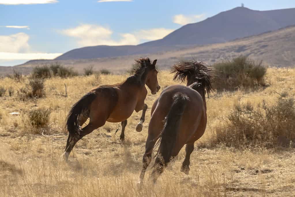 Cavalli selvatici americani del Mustang al galoppo