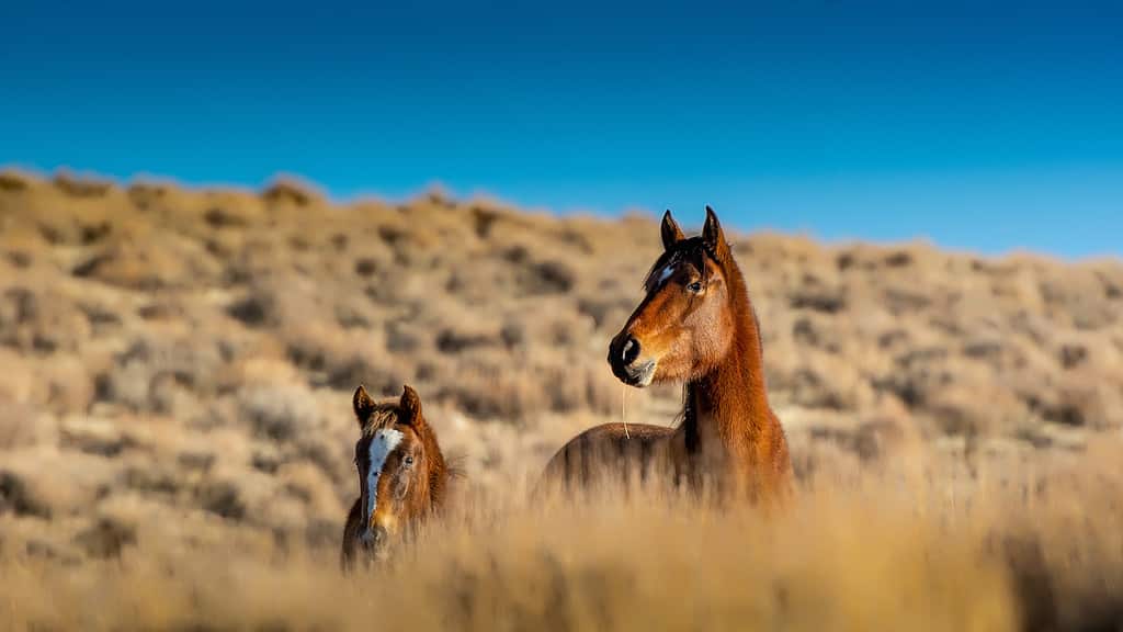 Una cavalla Mustang e lei nell'alto deserto