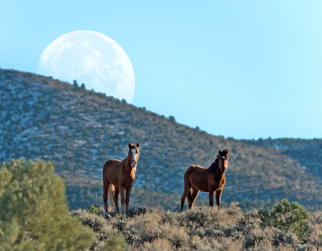 Cavalli selvaggi al sorgere della luna