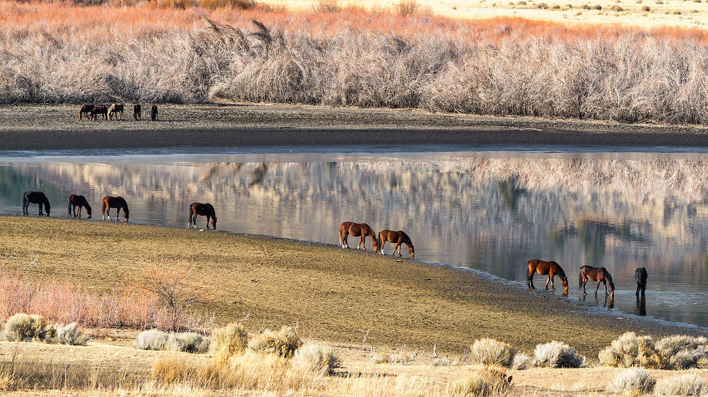 Cavalli Mustang selvaggi vicino ad un lago