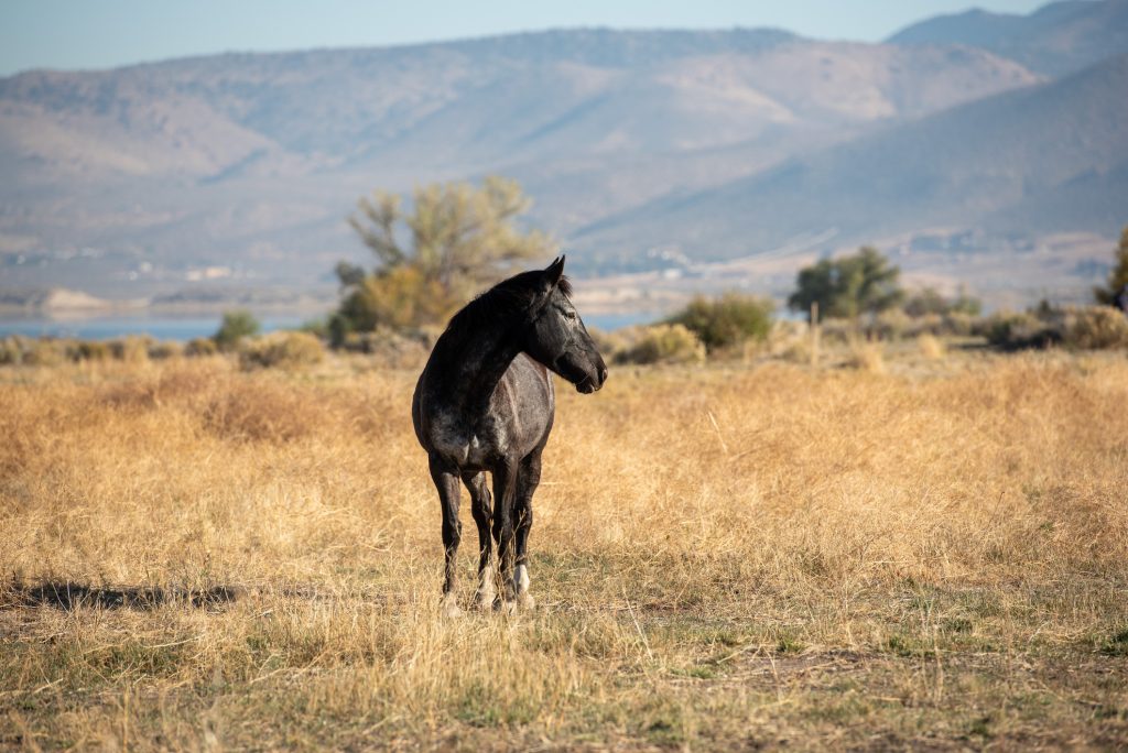 Mustang nell'alto deserto del lago Washoe