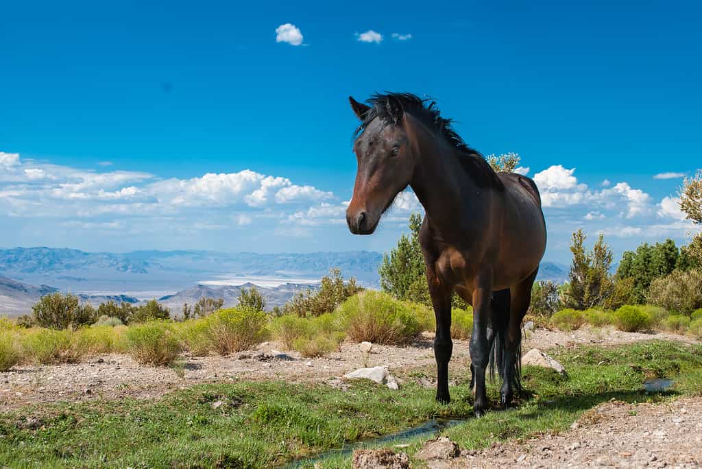 Cavallo selvaggio nelle montagne del Nevada