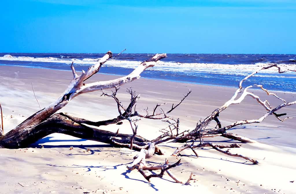 Driftwood, Blackbeard Island National Wildlife Refuge, Blackbeard Island, Georgia, Stati Uniti d'America