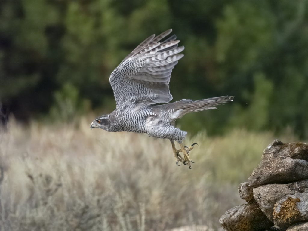 Astore eurasiatico o settentrionale, Accipiter gentilis