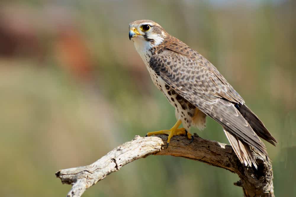 Il falco della prateria (Falco mexicanus) è un falco di medie dimensioni del Nord America occidentale, delle dimensioni di un falco pellegrino.