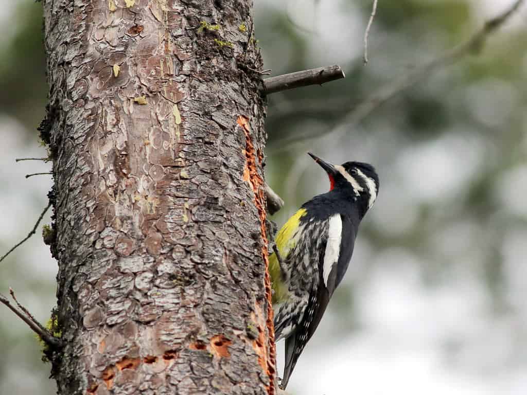 Profilo Sapsucker di Male Williamson