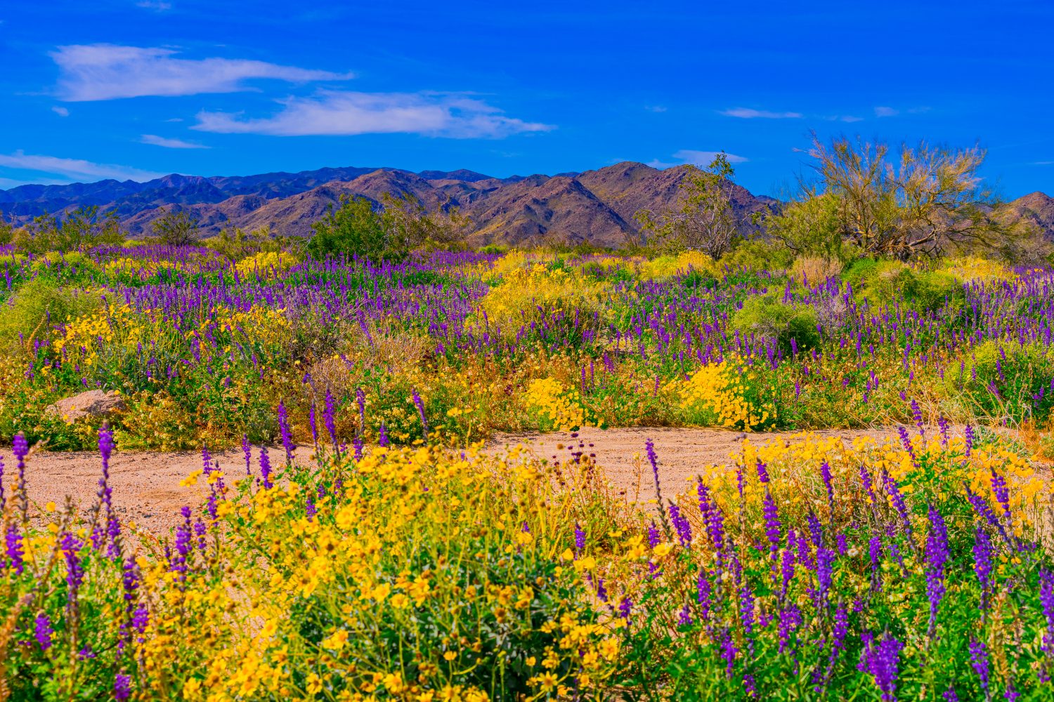 Il Joshua Tree National Park è in fiore con gialli e viola brillanti nella primavera del deserto.