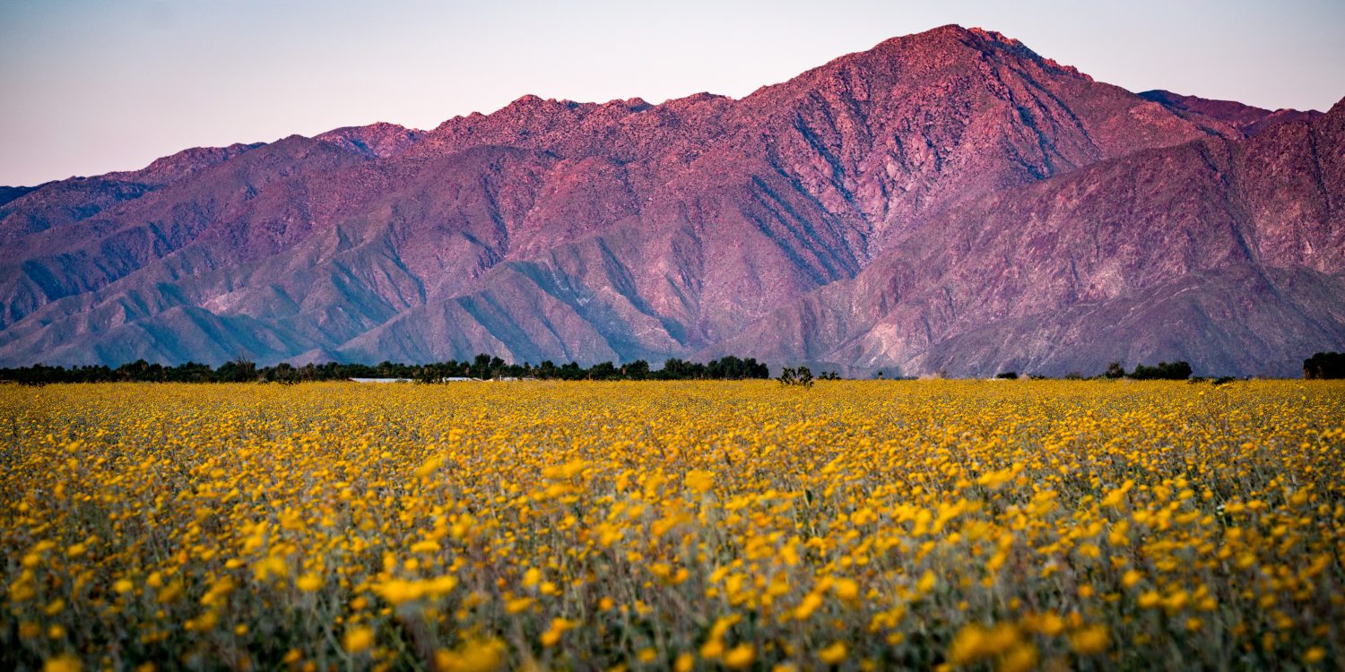 Fiori superbloom del deserto nel Parco statale di Anza Borrego