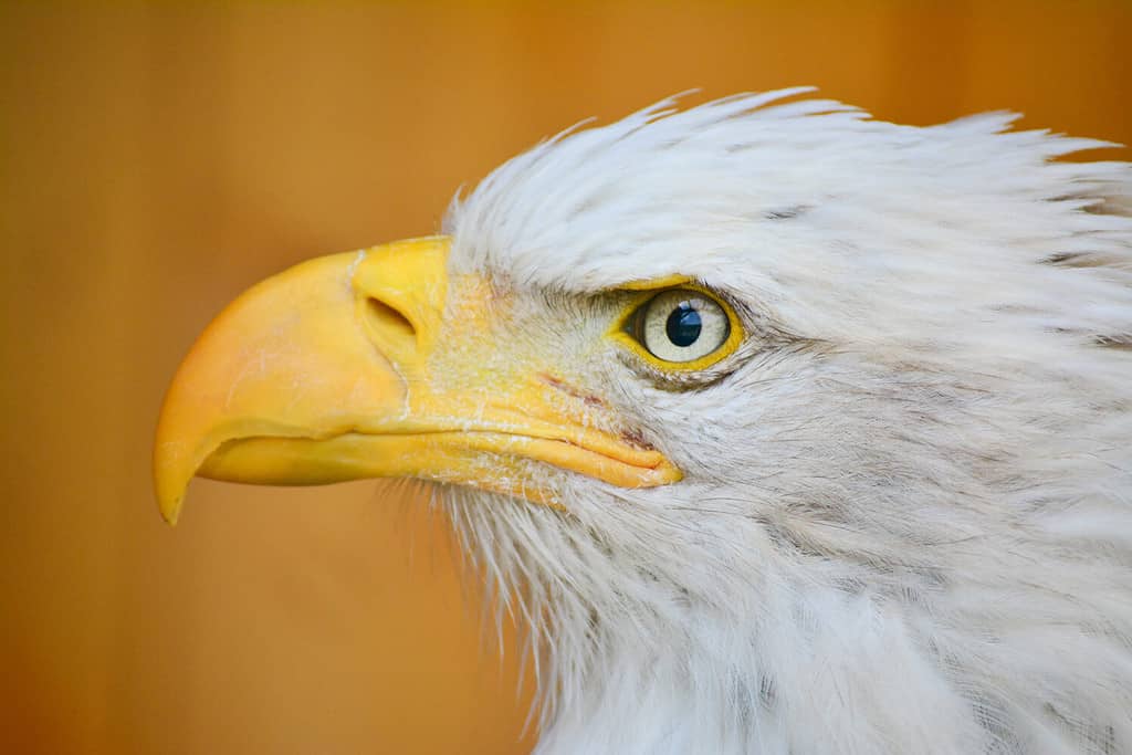 Uccello bianco e nero dell'aquila calva.  Il suo becco è giallo.