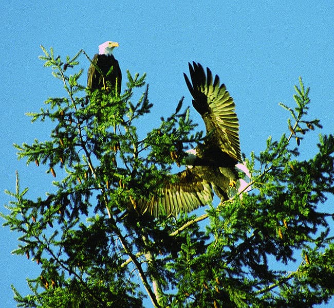 Ci sono 734 nidi confermati di aquila calva nel Maine.