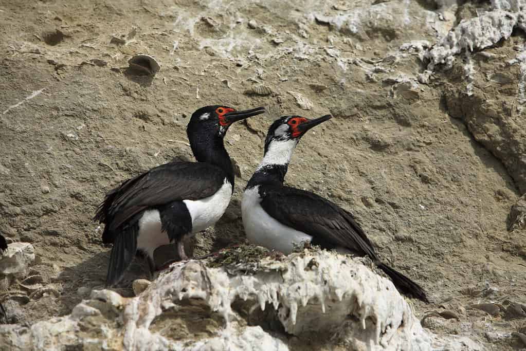 Cormorani di Magellano nel nido
