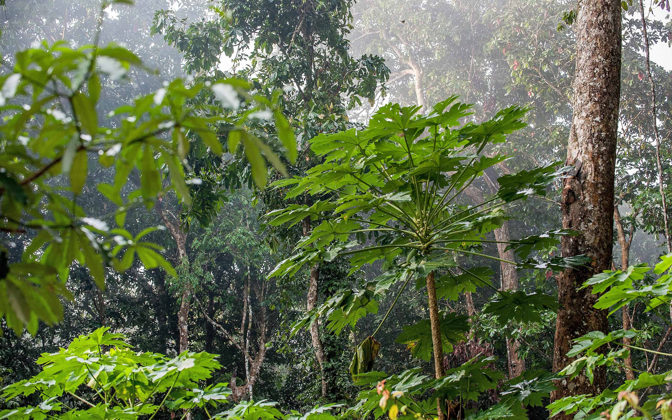 Sfondo naturale della giungla.