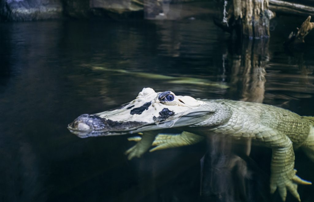 Gli alligatori leucistici non sono uguali agli alligatori albini anche se sono per lo più bianchi.