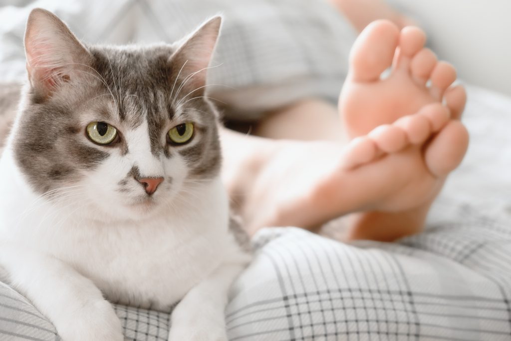 Il bellissimo gatto grigio giace ai piedi della padrona di casa sul letto.  Cura e toelettatura dell'animale domestico.  Atmosfera accogliente.  Fotografia di stili di vita.