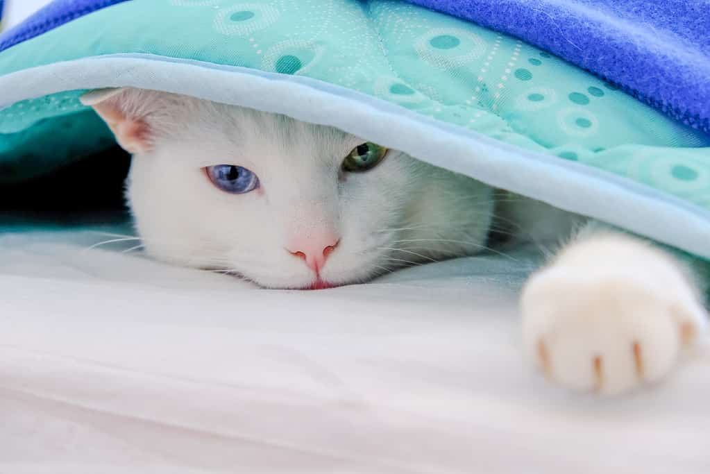 Gatto sdraiato sotto una coperta tesa