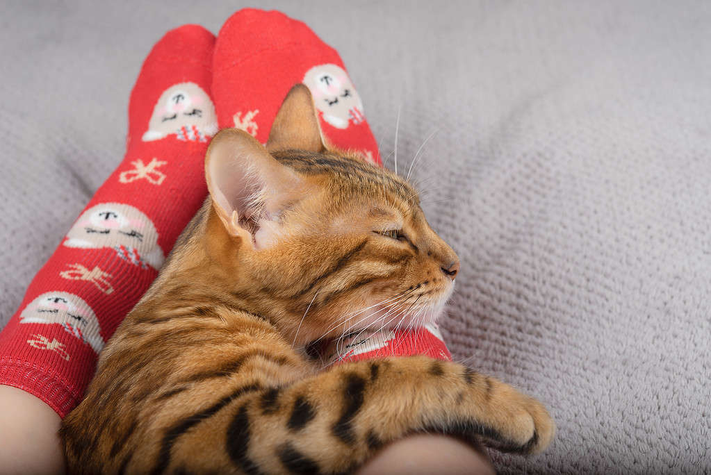 Un giovane gatto del Bengala giace ai piedi di una ragazza con i calzini natalizi.